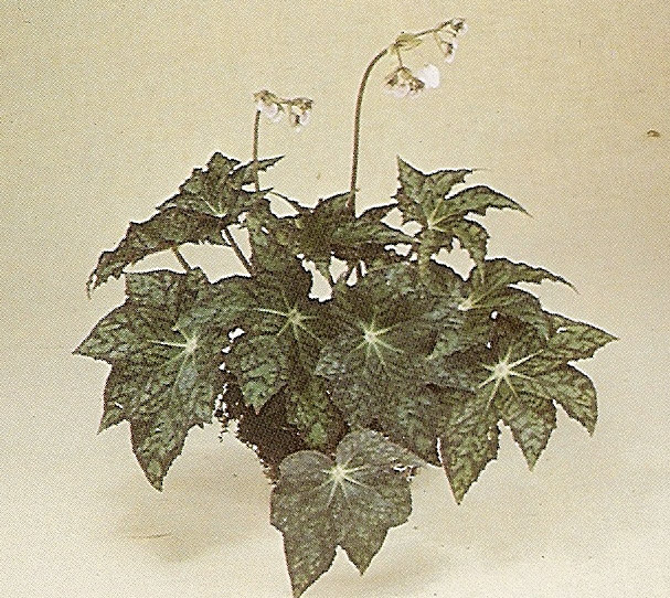 B. ‘Dragon Flight’